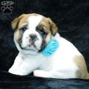Buster, Miniature Bulldog Puppy